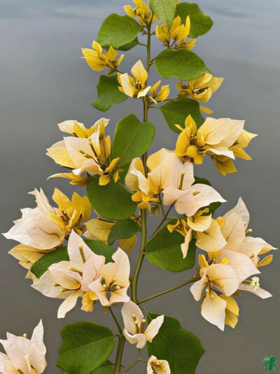 Foxtail-Yellow-Bougainvillea-3x4-Product-Peppyflora-01-b-Moz
