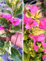 Milo-Batik-Bougainvillea-3x4-Product-Peppyflora-01-a-Moz