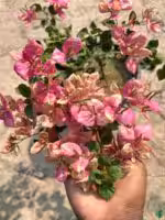 Monalisa-Black-Bougainvillea-3x4-Product-Peppyflora-01-a-Moz