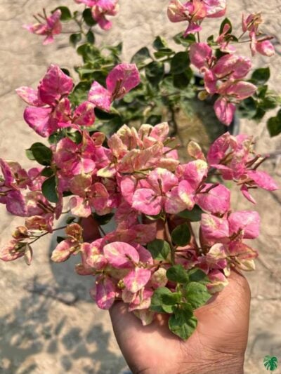 Monalisa-Black-Bougainvillea-3x4-Product-Peppyflora-01-a-Moz