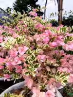 Pink-Patch-Bougainvillea-3x4-Product-Peppyflora-01-a-Moz