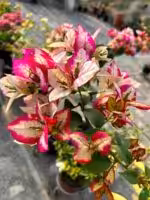 Wajid-Ali-Red-Bougainvillea-3x4-Product-Peppyflora-01-a-Moz