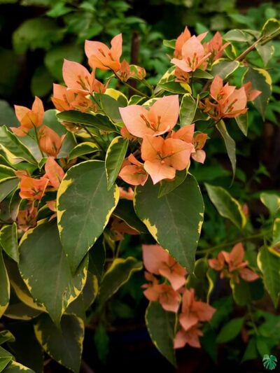Emas-Perak-Bougainvillea-3x4-Product-Peppyflora-01-a-Moz