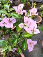 Lilac-Formosa-Bougainvillea-3x4-Product-Peppyflora-01-a-Moz