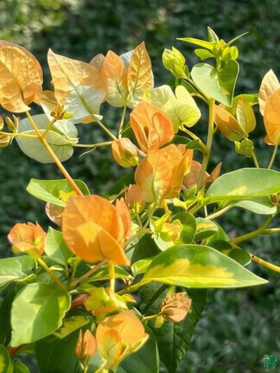 Thimma-Yellow-Bougainvillea-3x4-Product-Peppyflora-01-a-Moz