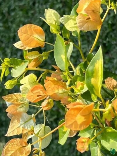 Thimma-Yellow-Bougainvillea-3x4-Product-Peppyflora-01-b-Moz