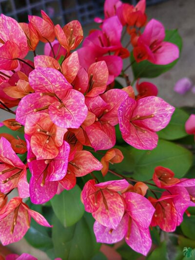 Vietnam-Mix-Bougainvillea-3x4-Product-Peppyflora-01-b-Moz
