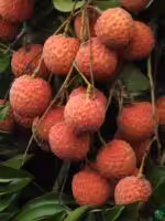 Bombai-Litchi-Plant-Grafted-Sweet-Lychee-3x4-Product-Peppyflora-01-b-Moz