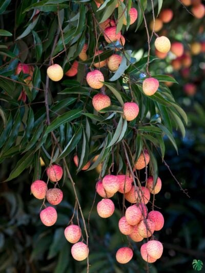 Bombai-Litchi-Plant-Grafted-Sweet-Lychee-3x4-Product-Peppyflora-01-c-Moz