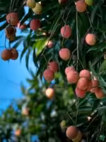 Bombai-Litchi-Plant-Grafted-Sweet-Lychee-3x4-Product-Peppyflora-01-d-Moz