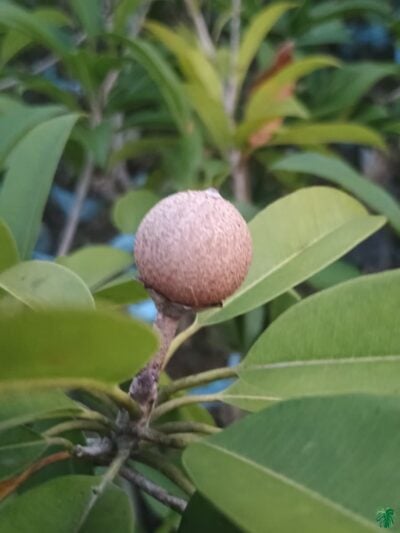 Cricket-Ball-Chiku-Thai-Grafted-3x4-Product-Peppyflora-01-a-Moz