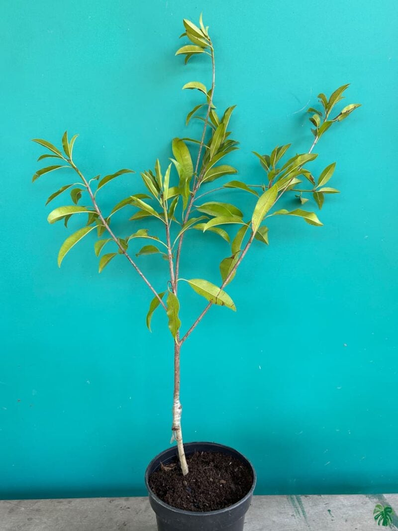 Cricket-Ball-Chiku-Thai-Grafted-3x4-Product-Peppyflora-01-b-Moz