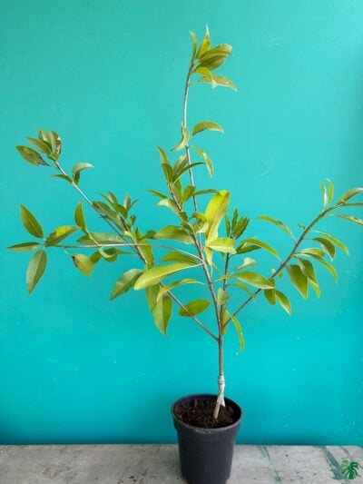 Cricket-Ball-Chiku-Thai-Grafted-3x4-Product-Peppyflora-01-c-Moz