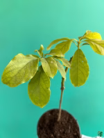 Hass-Avocado-Tree-Grafted-Persea-Americana-3x4-Product-Peppyflora-01-c-Moz