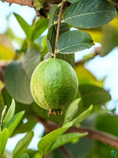 Lucknow-49-L-49-Guava-Plant-Grafted-Allahabadi-Amrood-3x4-Product-Peppyflora-01-a-Moz