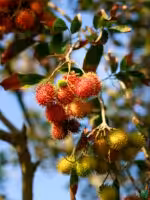Rambutan-Tree-Grafted-Nephelium-Lappaceum-3x4-Product-Peppyflora-01-a-90Moz