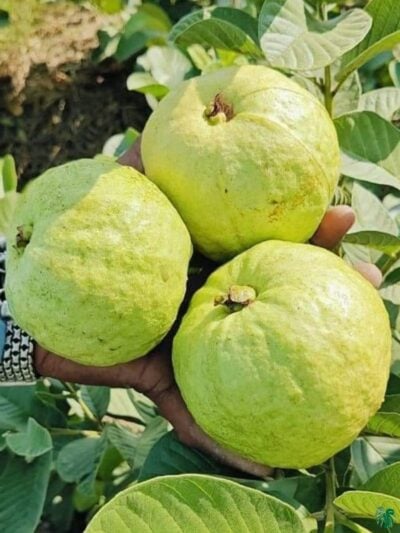 Thai-Golden-8-Guava-Plant-Grafted-Golden-Amrood-3x4-Product-Peppyflora-01-a-Moz