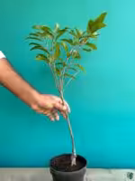 Thai-Kalapati-Chiku-Plant-Grafted-Sweet-Sapota-3x4-Product-Peppyflora-01-b-Moz