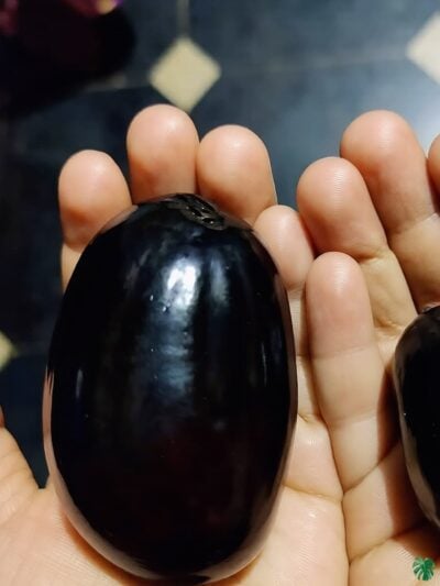 Thai-Kg10-Black-Jamun-Plant-Grafted-Jumbo-Jamun-3x4-Product-Peppyflora-01-a-Moz