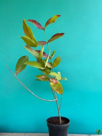 Thai-White-Water-Apple-Plant-3x4-Product-Peppyflora-01-a-a-Moz