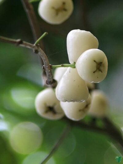 Thai-White-Water-Apple-Plant-3x4-Product-Peppyflora-01-c-Moz