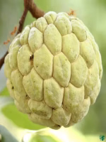 Golden-Custard-Apple-Tree-Golden-Sitaphal-3x4-Product-Peppyflora-01-c
