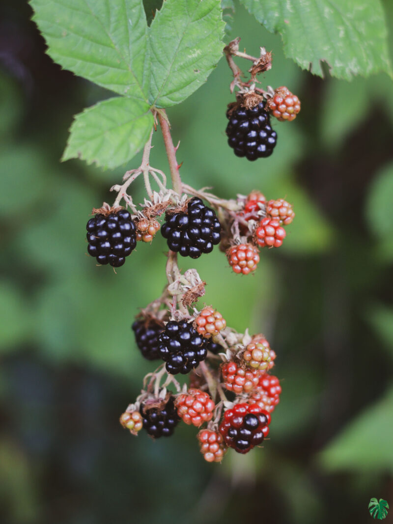 Blackberries-Fruit-Plant-3x4-Product-Peppyflora-01-c