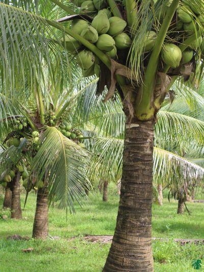 Malaysian-Green-Dwarf-Coconut-Plant-3x4-Product-Peppyflora-01-a