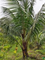 Malaysian-Green-Dwarf-Coconut-Plant-3x4-Product-Peppyflora-01-b