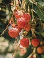 Muzaffarpur-Litchi-Plant-Shahi-Litchi-3x4-Product-Peppyflora-01-a