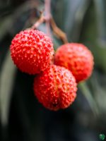 Muzaffarpur-Litchi-Plant-Shahi-Litchi-3x4-Product-Peppyflora-01-b