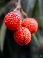 Muzaffarpur-Litchi-Plant-Shahi-Litchi-3x4-Product-Peppyflora-01-b