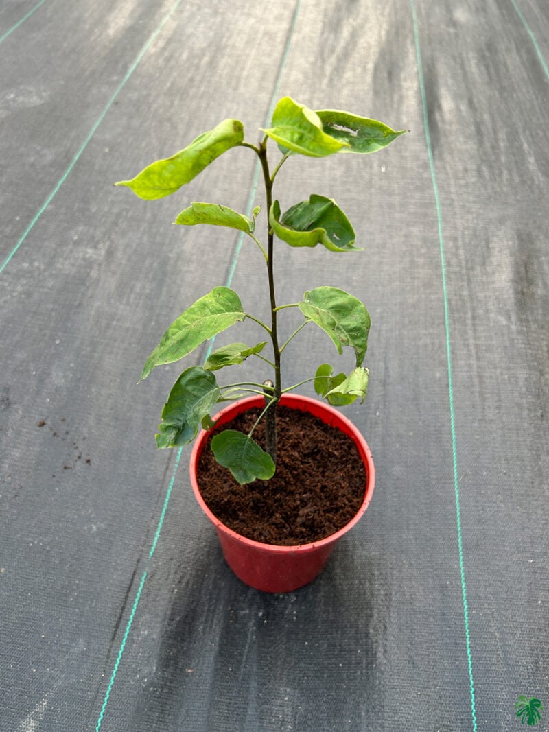 Pear-Plant-aspati-3x4-Product-Peppyflora-01-a