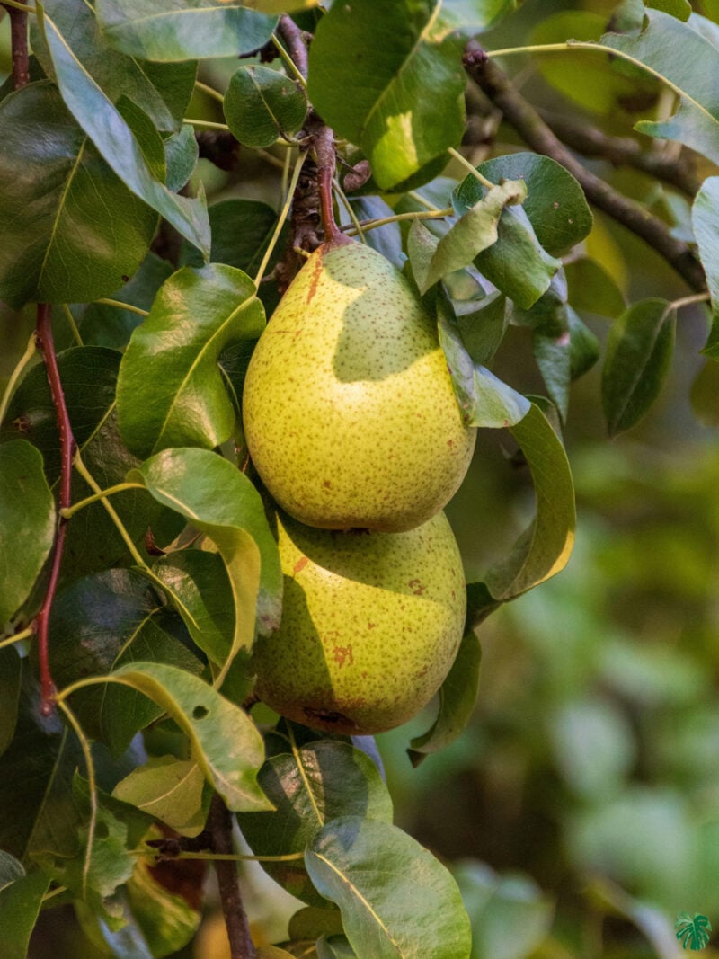 Pear-Plant-aspati-3x4-Product-Peppyflora-01-b