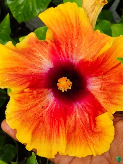 Amber-Eclipse-Hibiscus-PFHR44-3x4-Product-Peppyflora-01-a