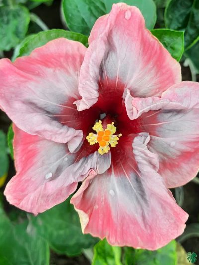 Antique-Rose-Hibiscus-PFHR8-3x4-Product-Peppyflora-01-a
