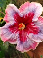 Antique-Rose-Hibiscus-PFHR8-3x4-Product-Peppyflora-01-b