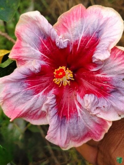 Antique-Rose-Hibiscus-PFHR8-3x4-Product-Peppyflora-01-b