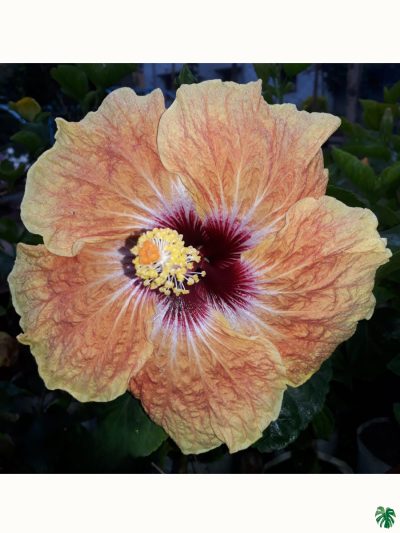 Apricot-Lace-Hibiscus-PFHP21-3x4-Product-Peppyflora-01-a