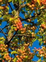 Ball-Sundari-Apple-Ber-Plant-3x4-Product-Peppyflora-01-a