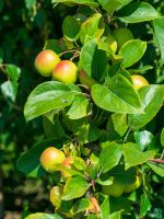 Ball-Sundari-Apple-Ber-Plant-3x4-Product-Peppyflora-01-b