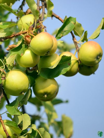 Ball-Sundari-Apple-Ber-Plant-3x4-Product-Peppyflora-01-c