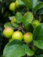 Ball-Sundari-Apple-Ber-Plant-3x4-Product-Peppyflora-01-d
