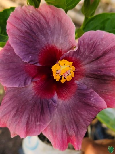 Berry-Blush-Hibiscus-PFHR36-3x4-Product-Peppyflora-01-a