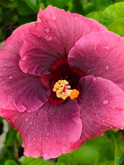Berry-Blush-Hibiscus-PFHR36-3x4-Product-Peppyflora-01-b