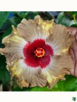 Bronze-Ring-Hibiscus-PFHR14-3x4-Product-Peppyflora-01-a