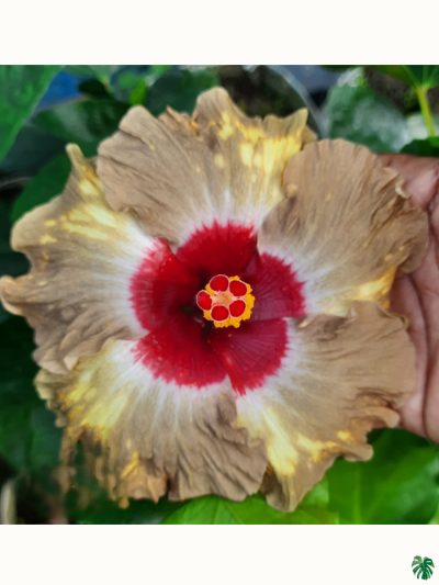 Bronze-Ring-Hibiscus-PFHR14-3x4-Product-Peppyflora-01-a