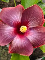 Burgundy-Velvet-Hibiscus-PFHR23-3x4-Product-Peppyflora-01-a