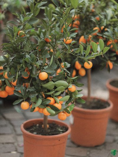 Chinese-Kumquat-Lemon-Plant-3x4-Product-Peppyflora-01-a