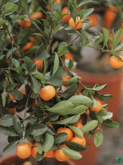 Chinese-Kumquat-Lemon-Plant-3x4-Product-Peppyflora-01-b